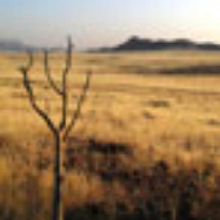 Bush's Chicken Gatesville